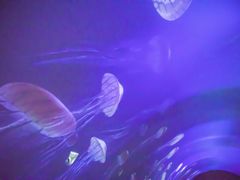 -贝壳梦幻世界