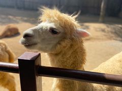 -杭州野生动物世界