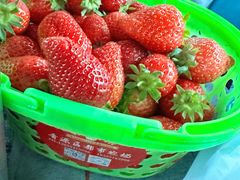 -田趣农庄草莓采摘园