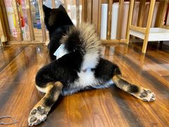 -豆柴町-柴犬主题狗咖(红鼎国际C座店)