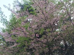 -武汉大学-樱园