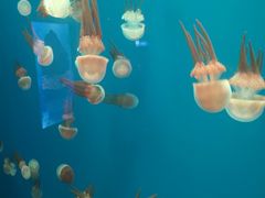 -南昌融创海世界