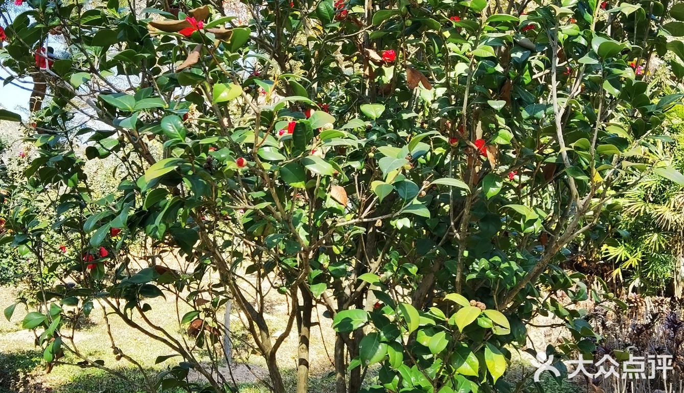 御花園位置就在正門入口右手邊