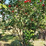 御花園位置就在正門入口右手邊