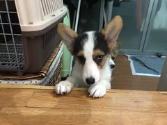 -北京恒爱动物医院(清景园分院)