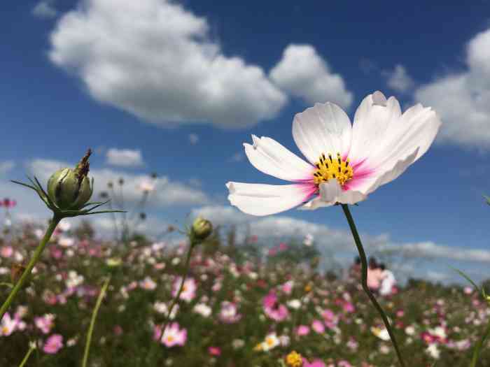 恩钿月季公园-"为纪念中国月季之母蒋恩钿女士而建造的月季.
