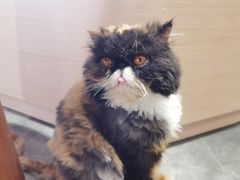 -瞄一喵猫咖(格力海岸店)