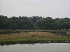 -北京麋鹿生态实验中心