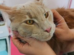 -70cat德文卷毛猫·缅因猫纯种猫舍
