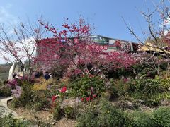 -优游吧斯邹族文化部落