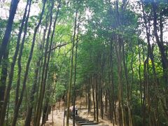 -火炉山森林公园