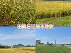 -光明小镇欢乐田园