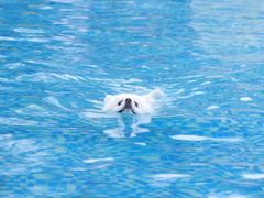 -汪说喵讲宠物乐园宠物酒店(红星美凯龙店)