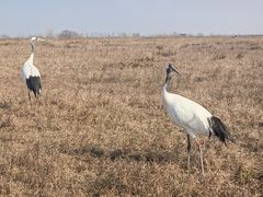 -盐城丹顶鹤湿地生态旅游区