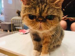 -BABIT巴比特宠物(MOMOPARK店)