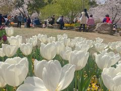 -苏州上方山国家森林公园