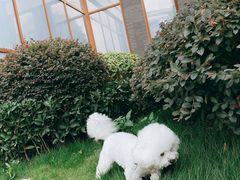 -成都安仁福朋喜来登酒店