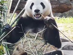-都江堰中华大熊猫苑