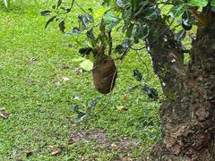 -热带雨林自然公园