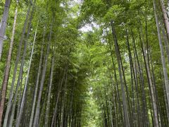 -树山生态村