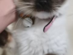 -喵喵咪呀布偶猫咖(春熙路店)