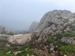 -灵山
