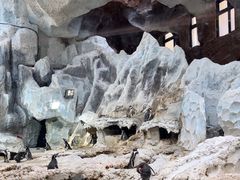 -帝企鹅自助餐厅•儿童岛•真企鹅(长隆企鹅酒店)