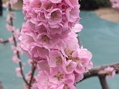 -海棠花溪(元大都城垣遗址公园)