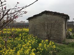 -南汇桃花村