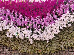 -石家庄市植物园