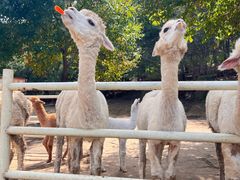 -沈阳森林动物园