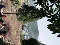 -香雪海