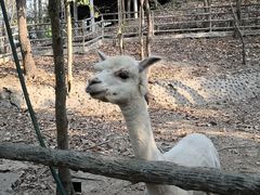 -清迈夜间动物园