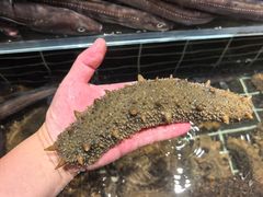 -浩运·海鲜青岛菜·海胆水饺(石老人店)