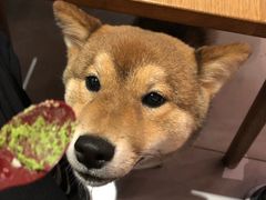 -柴务处·柴犬主题狗咖