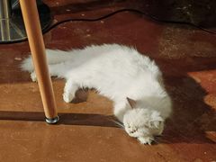 -猫猫幼稚园·撸猫·桌游·电玩