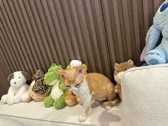 -momokira米努特·德文卷毛猫·棉花面纱犬