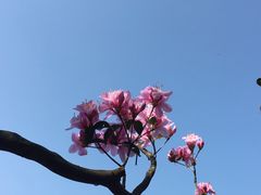 -梧桐山风景名胜区