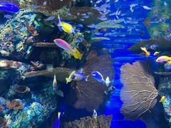 -上海海洋水族馆