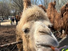 -长白岛森林公园