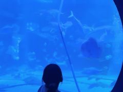 -烟台海昌鲸鲨海洋公园