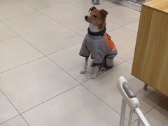 -米苏动物医院·犬猫专科·骨科外科内窥镜