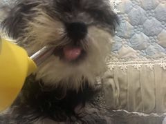 -翊宠yipet猫狗购宠庄园犬舍•猫舍