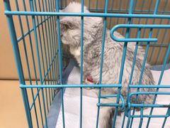 -喜多萌中农锦绣动物医院24H·猫科·牙科MRI·CT