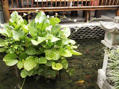 -苏家大院庭院式老火锅(高灯北街店)