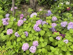 -昆山城市生态森林公园