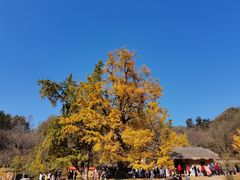 -千年银杏谷文化旅游区