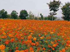 -洋湖国家湿地公园