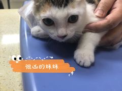 -艾贝尔宠物诊疗