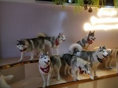 -Husky Go! 哈士奇体验馆·宠物咖啡厅狗咖